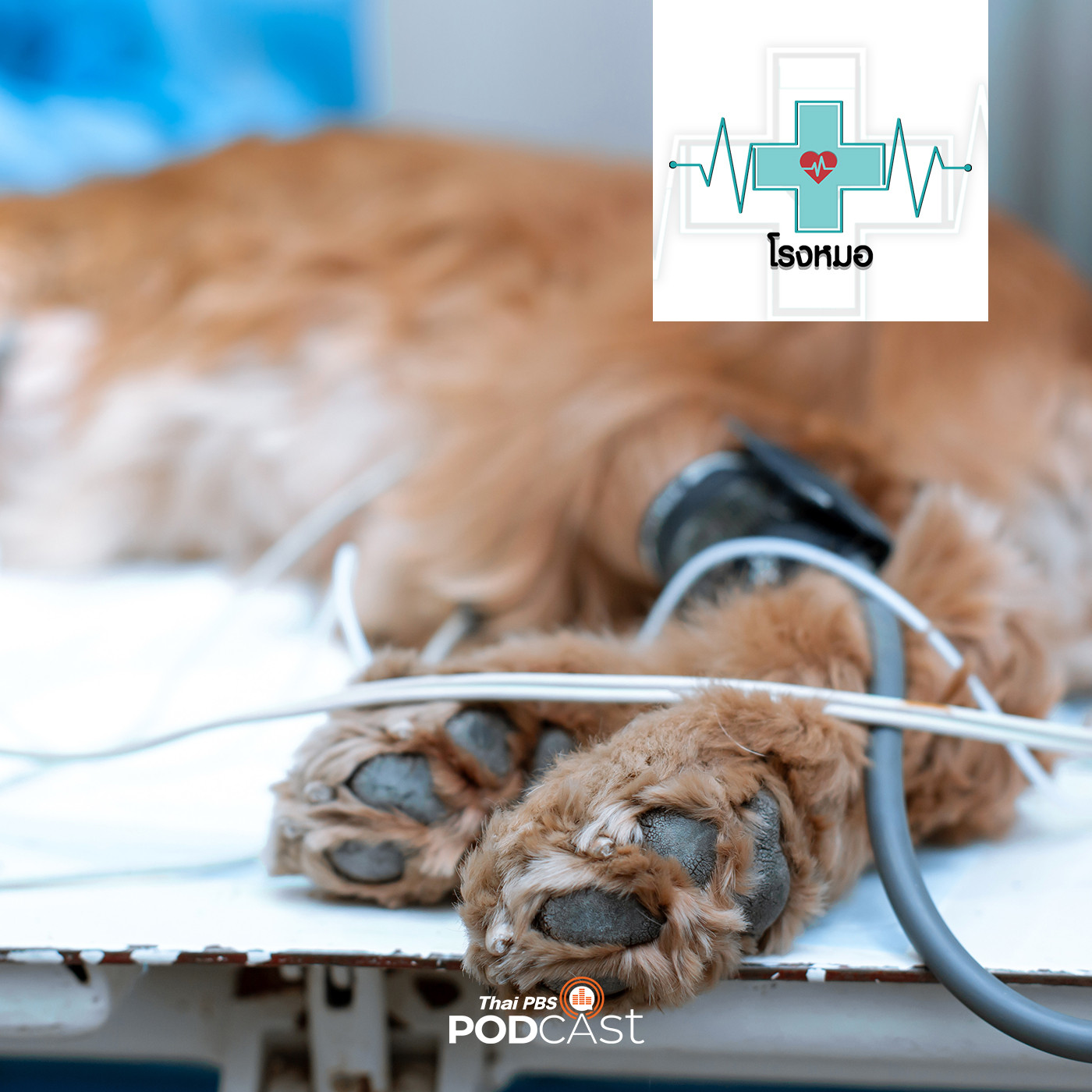 โรงหมอ EP. 376: ตับอ่อนอักเสบในสุนัข