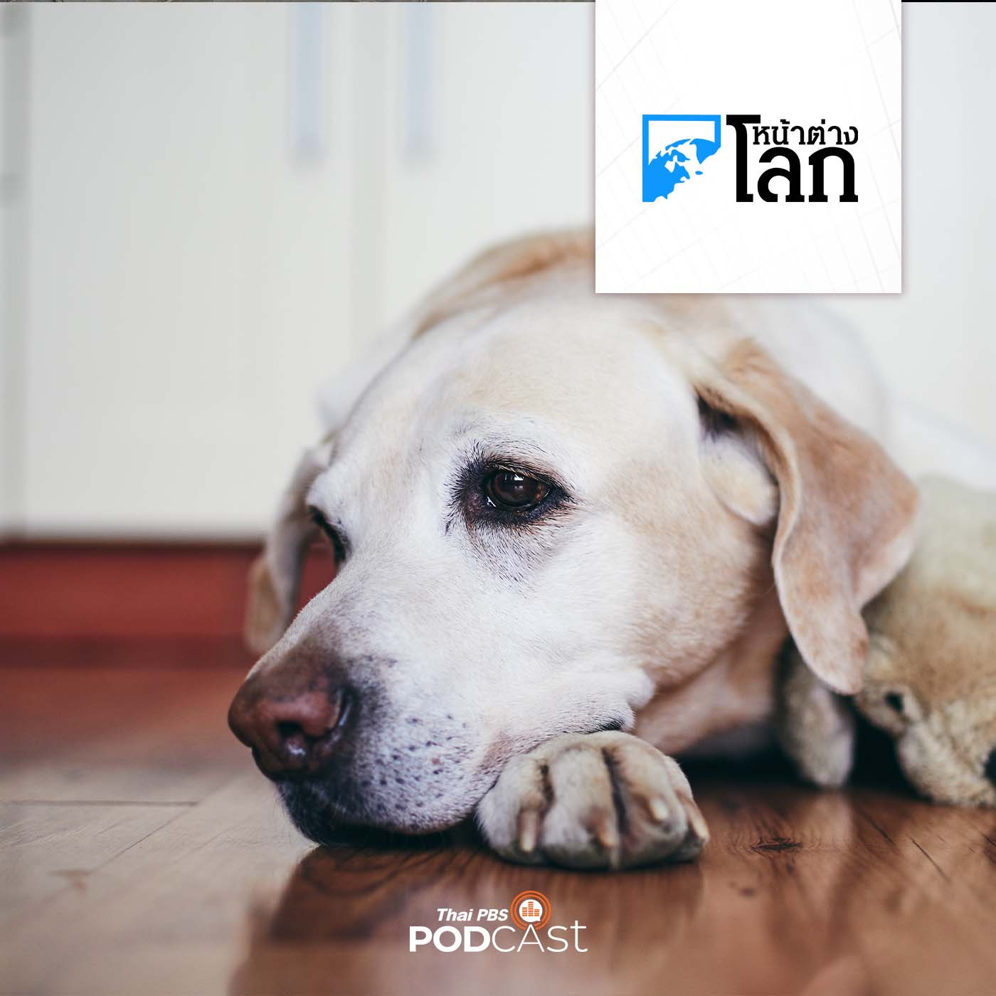 หน้าต่างโลก : สุนัขเสี่ยงภาวะสมองเสื่อมเพิ่มขึ้นทุกปี หลังอายุครบ 10 ปี