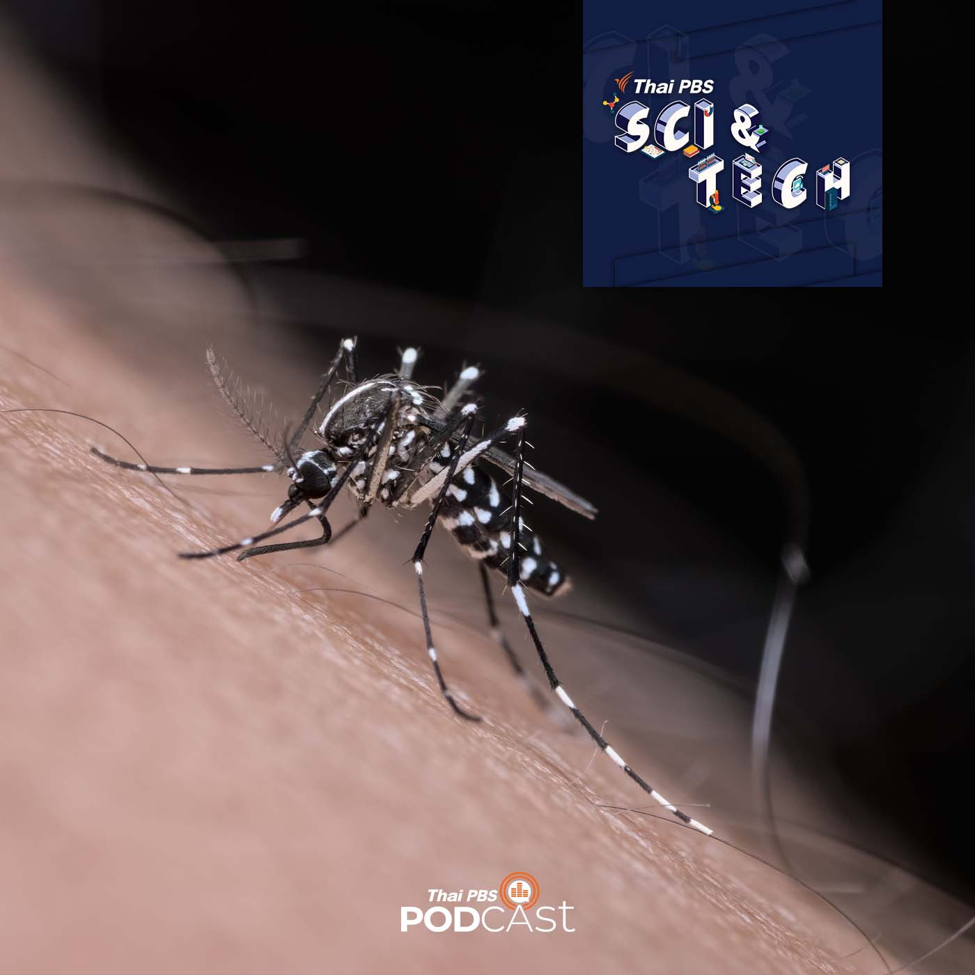 Sci & Tech EP. 659: ทำไมยุงกัดบางคนเป็นประจำ