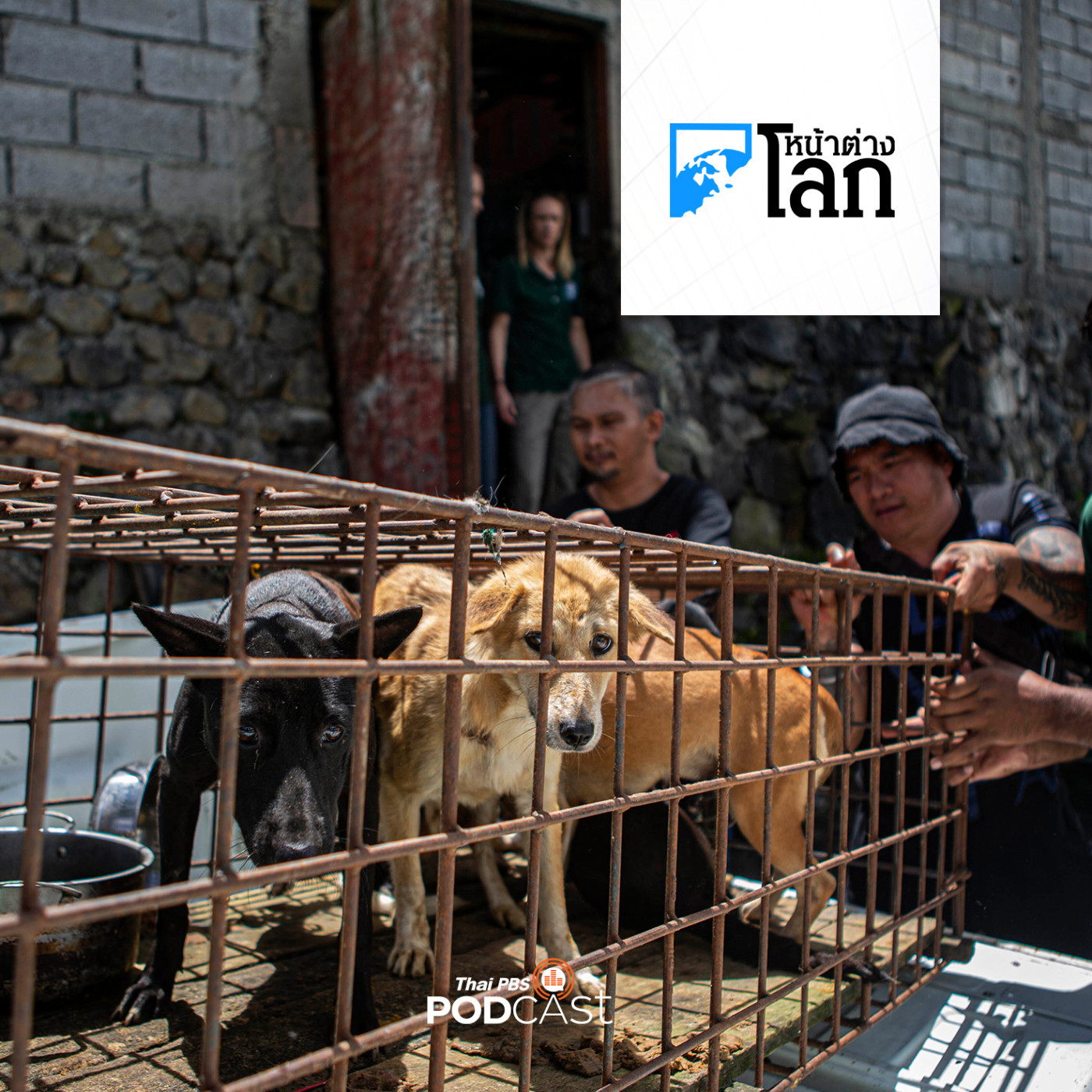 หน้าต่างโลก : ตลาดปลอดเนื้อสุนัขและแมวแห่งแรกในอินโดนีเซีย