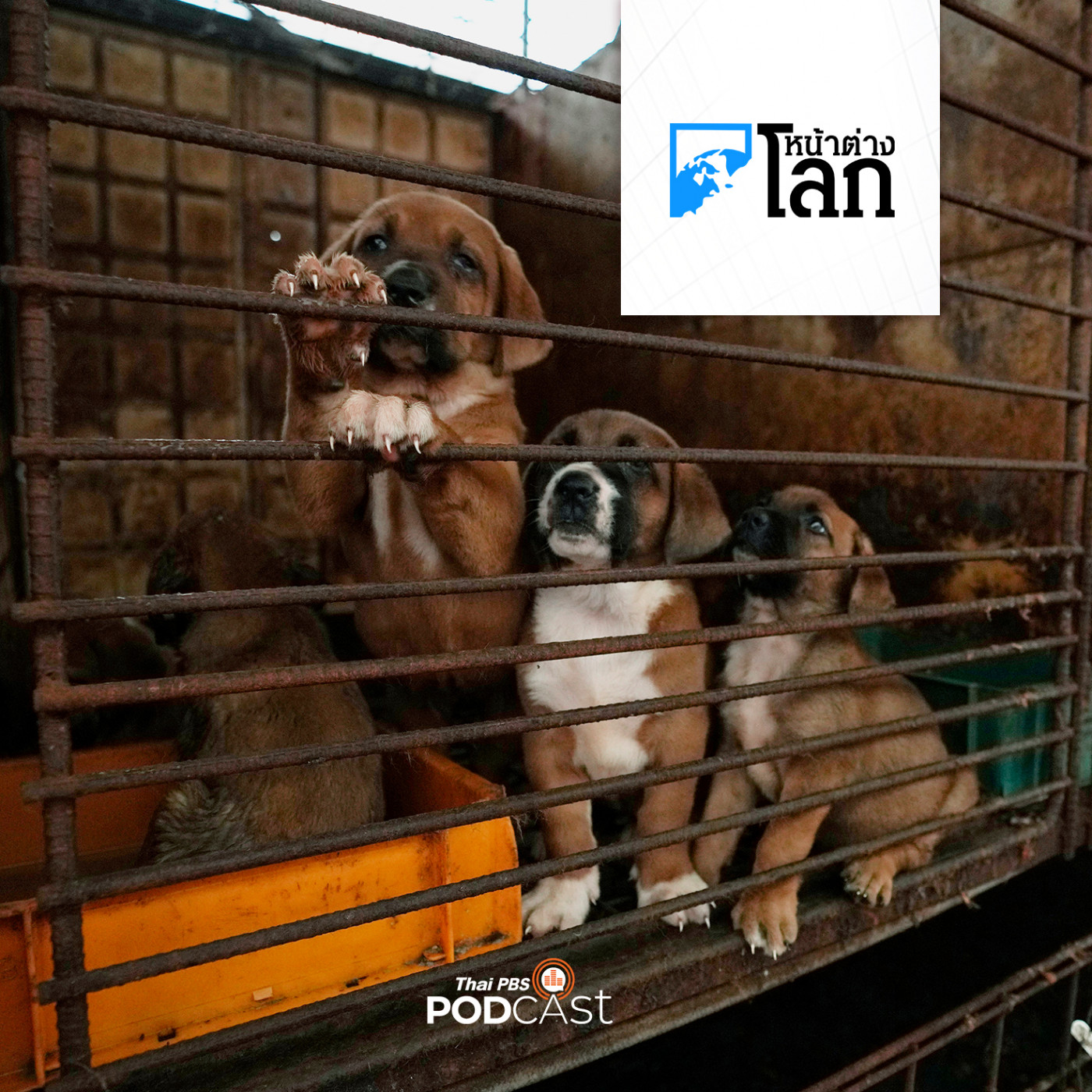 หน้าต่างโลก : คนทำฟาร์มเนื้อสุนัขในเกาหลีใต้ต่อต้านการห้ามบริโภคเนื้�