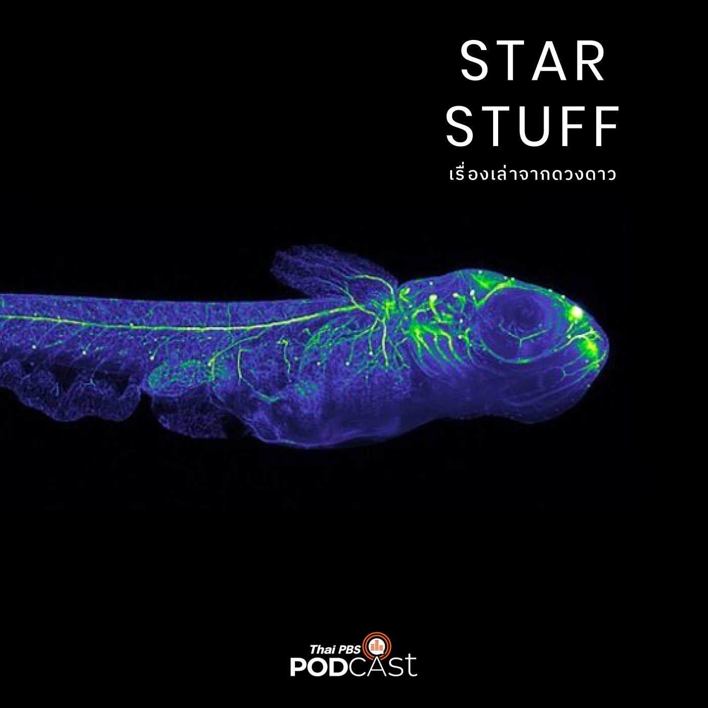 Starstuff เรื่องเล่าจากดวงดาว EP. 100: ส่งปลาไปอวกาศทำไม