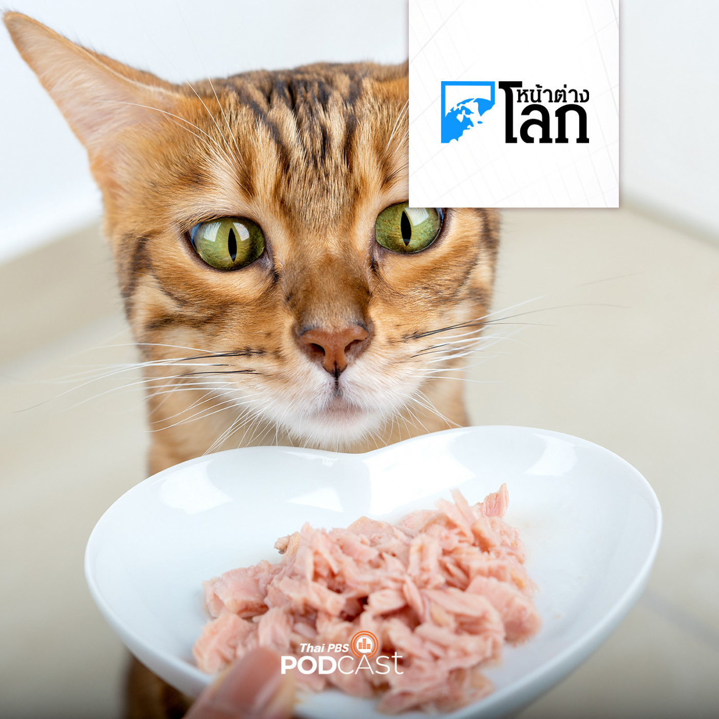 หน้าต่างโลก : ทำไมแมวชอบรสชาติปลาทูน่ามากที่สุด