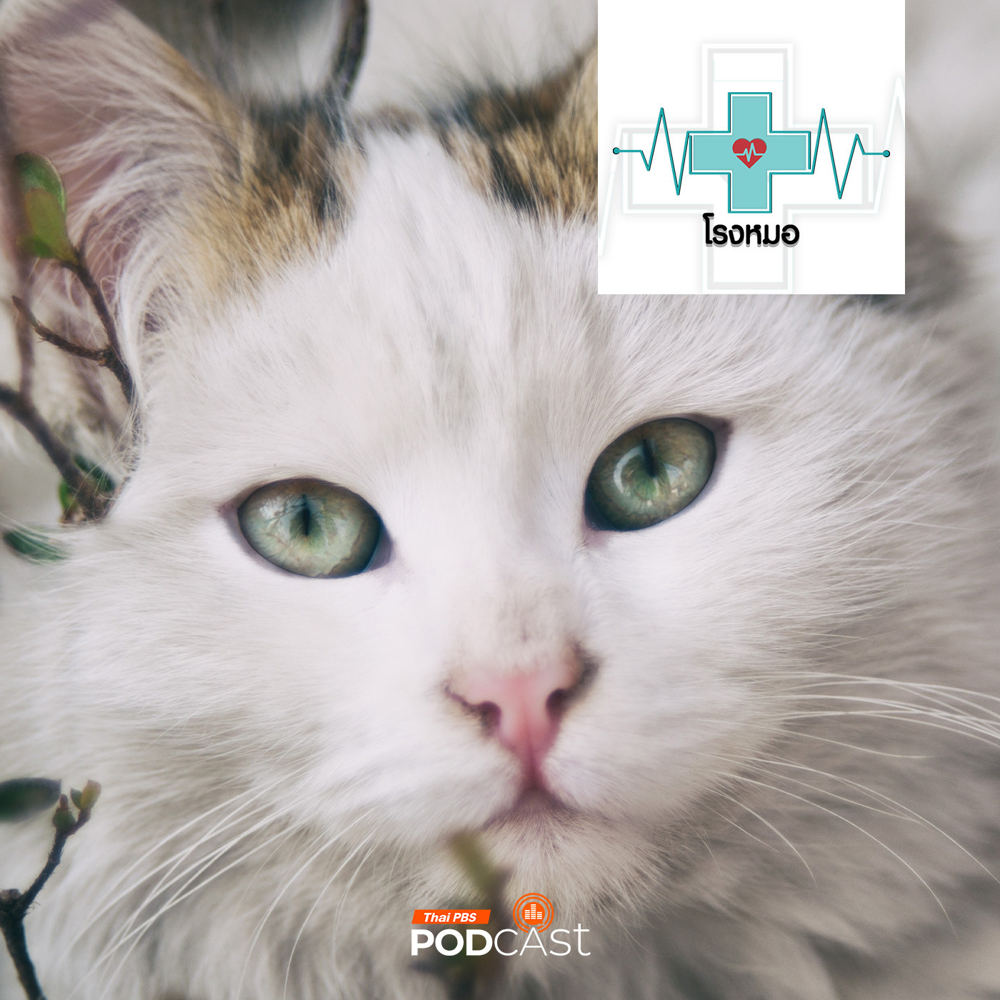 โรงหมอ EP. 981: โรคเชื้อราแมว พบได้บ่อย ติดต่อได้ แถมอันตราย